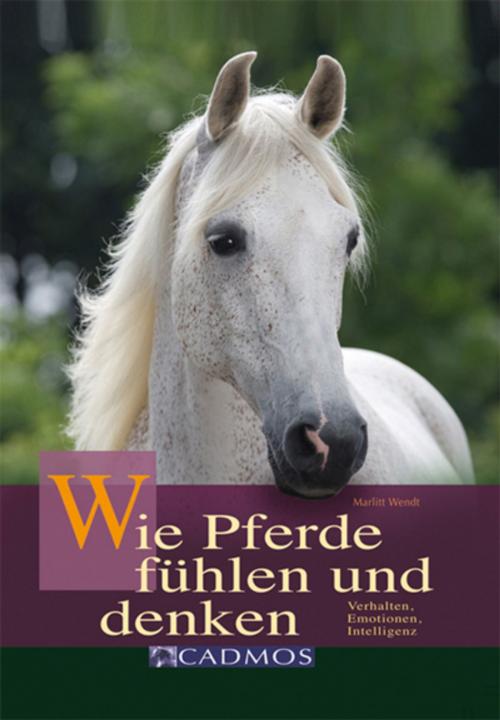 Cover of the book Wie Pferde fühlen und denken by Marlitt Wendt, Cadmos Verlag