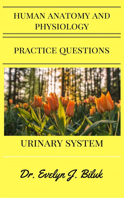 Cover of the book Human Anatomy and Physiology Practice Questions: Urinary System by Dr. Evelyn J Biluk, Dr. Evelyn J Biluk