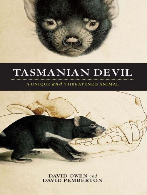 Cover of the book Tasmanian Devil by David Owen, David Pemberton, Allen & Unwin