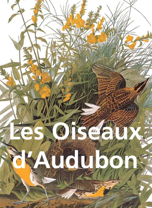 Cover of the book Les Oiseaux d'Audubon by John James Audubon, Parkstone International
