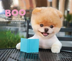 Cover of the book Boo by Steve Light