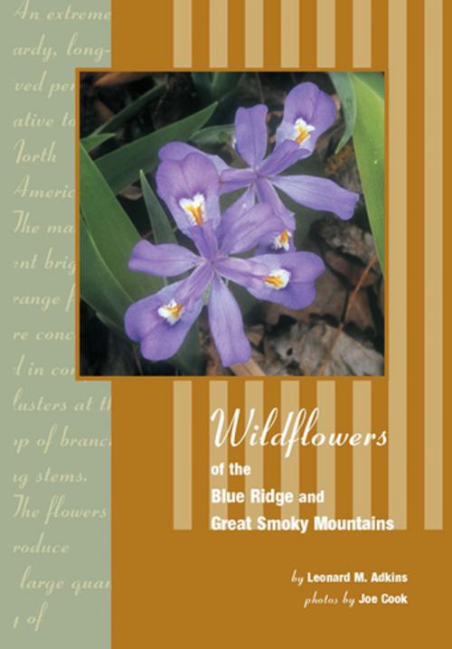 Cover of the book Wildflowers of Blue Ridge and Great Smoky Mountains by Leonard Adkins, Menasha Ridge Press