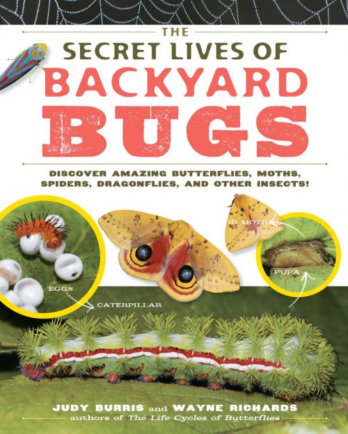 Cover of the book The Secret Lives of Backyard Bugs by Judy Burris, Wayne Richards, Storey Publishing, LLC