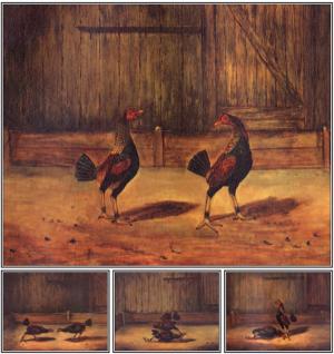 Cover of the book The Breeding and Management of Fighting Cocks by Allen L. Churchill, Francis Trevelyan Miller