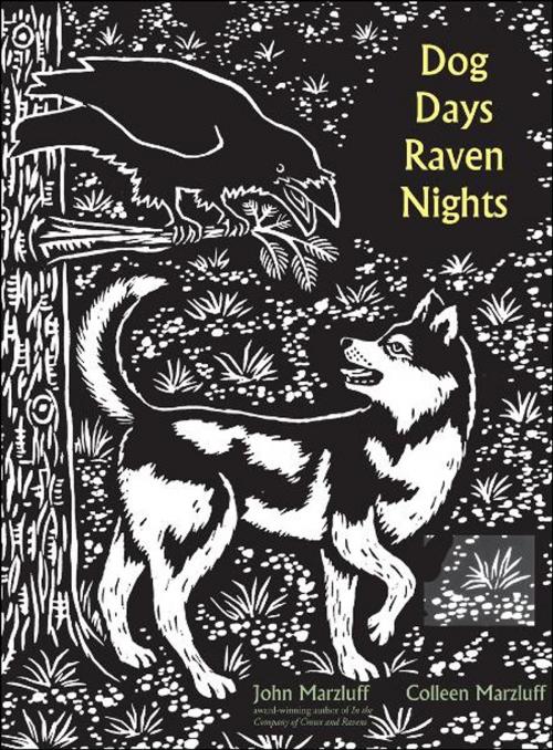 Cover of the book Dog Days, Raven Nights by John M. Marzluff, Colleen Marzluff, Bernd Heinrich, Evon Zerbetz, Yale University Press