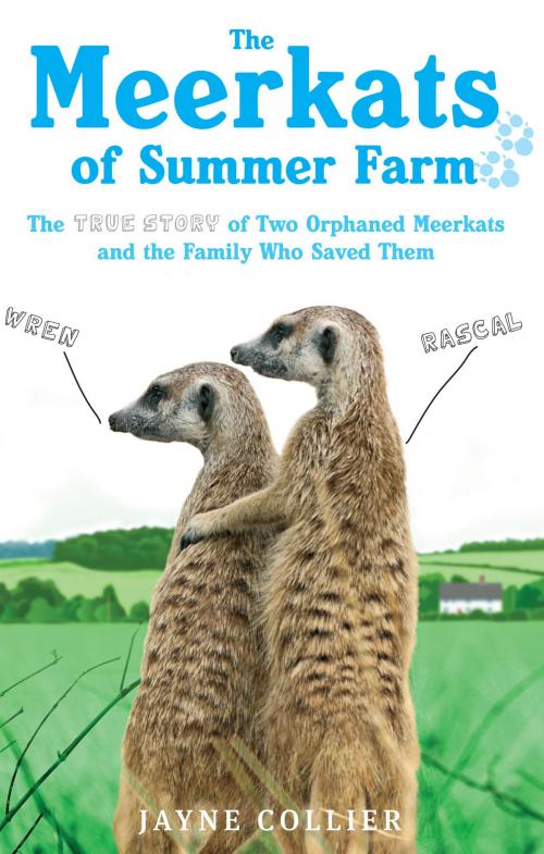 Cover of the book The Meerkats of Summer Farm by Jayne Collier, Little, Brown Book Group