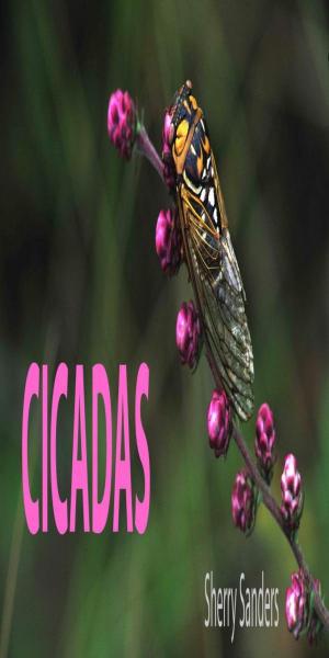 Cover of the book CICADAS by Sheryl