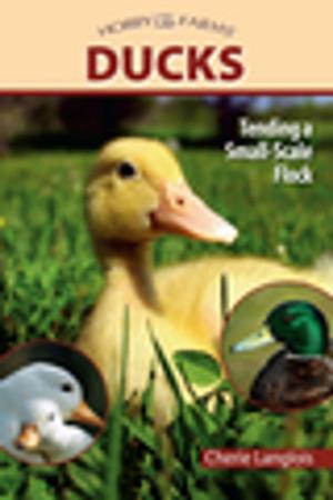 Cover of the book Ducks by Ashley Coghill