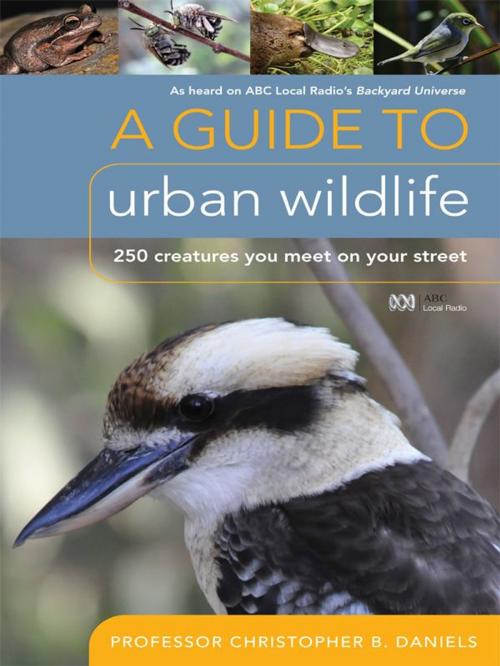 Cover of the book A Guide To Urban Wildlife by Prof. Christopher B. Daniels, ABC Books