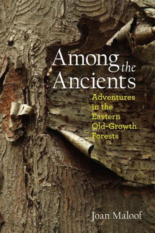 Cover of the book Among the Ancients: Adventures in the Eastern Old-Growth Forests by Joan Maloof, Ruka Press