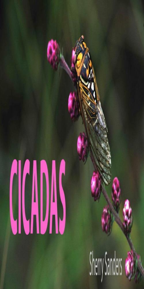Cover of the book CICADAS by Sheryl, Sheryl