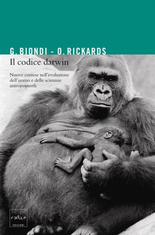 Cover of the book Il codice Darwin. Nuove contese nell'evoluzione dell'uomo e delle scimmie antropomorfe by Gianfranco Biondi, Olga Rickards, Codice Edizioni