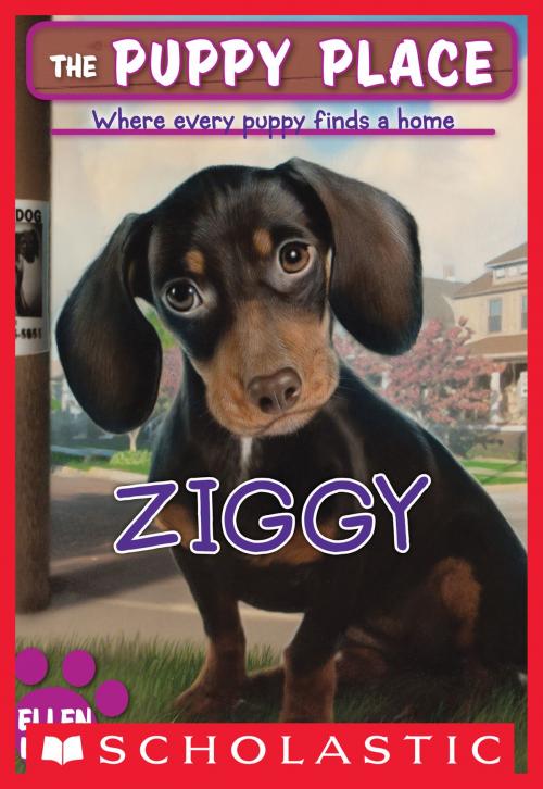 Cover of the book The Puppy Place #21: Ziggy by Ellen Miles, Scholastic Inc.