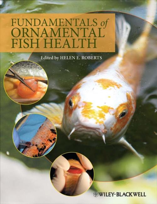 Cover of the book Fundamentals of Ornamental Fish Health by , Wiley
