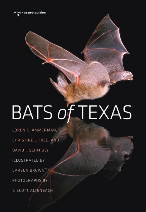 Cover of the book Bats of Texas by Loren K. Ammerman, Christine L. Hice, David J. Schmidly, Texas A&M University Press