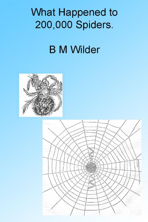 Cover of the book What Happened to 200,000 Spiders. Illustrated by B M Wilder, Folly Cove 01930