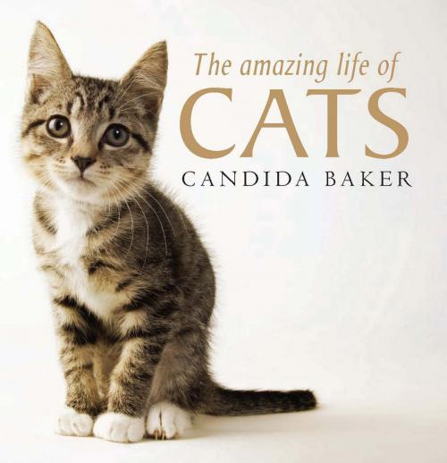 Cover of the book The Amazing Life of Cats by Candida Baker, Allen & Unwin