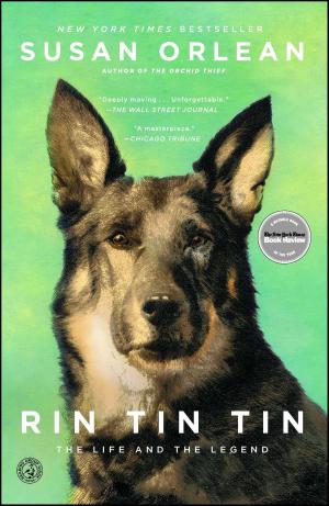Cover of the book Rin Tin Tin by Ed McBain