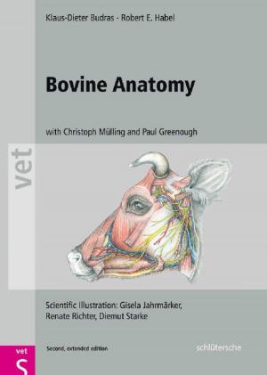 Cover of the book Bovine Anatomy by Stefanie Hellmann, Rosa Rößlein