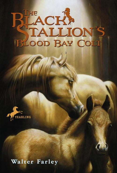 Cover of the book The Black Stallion's Blood Bay Colt by Walter Farley, Random House Children's Books
