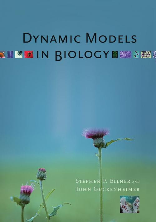 Cover of the book Dynamic Models in Biology by John Guckenheimer, Stephen P. Ellner, Princeton University Press