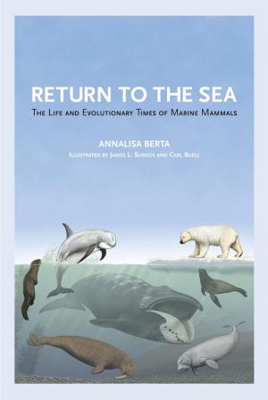 Cover of the book Return to the Sea by Daniel Miller, Sophie Woodward