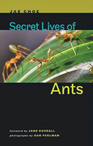 Cover of the book Secret Lives of Ants by Mark Denny