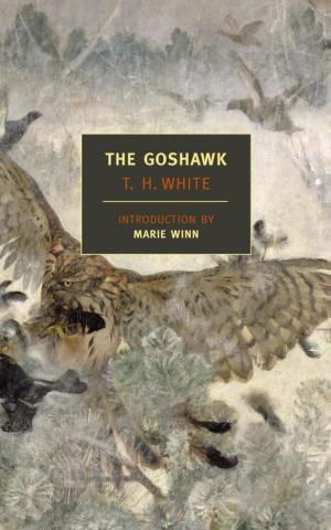 Cover of the book The Goshawk by Dorothy Baker, Deborah Eisenberg