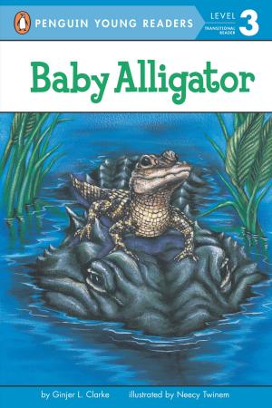 Cover of the book Baby Alligator by Jan Brett