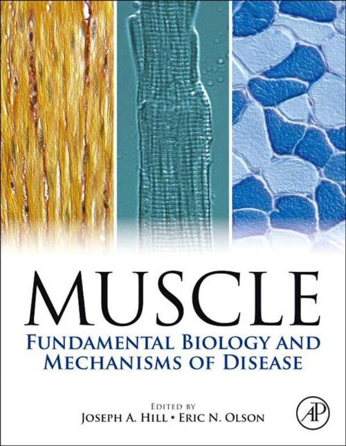 Cover of the book Muscle 2-Volume Set by , Elsevier Science