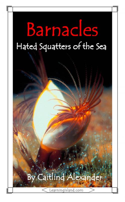 Cover of the book Barnacles: Hated Squatters of the Sea by Caitlind L. Alexander, LearningIsland.com