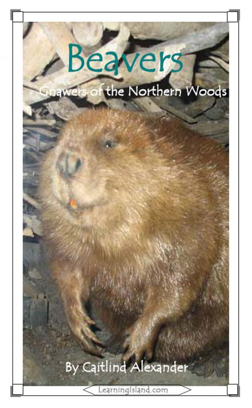 Cover of the book Beavers: Gnawers of the Northern Woods by Caitlind L. Alexander, LearningIsland.com