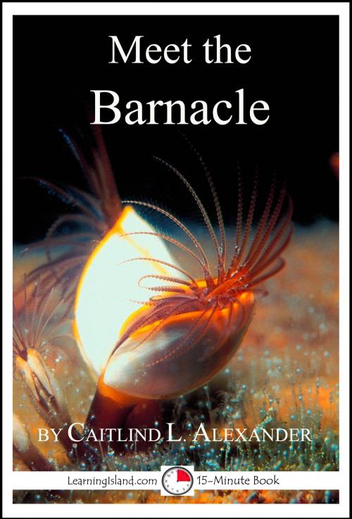 Cover of the book Meet the Barnacle: A 15-Minute Book for Early Readers by Caitlind L. Alexander, LearningIsland.com