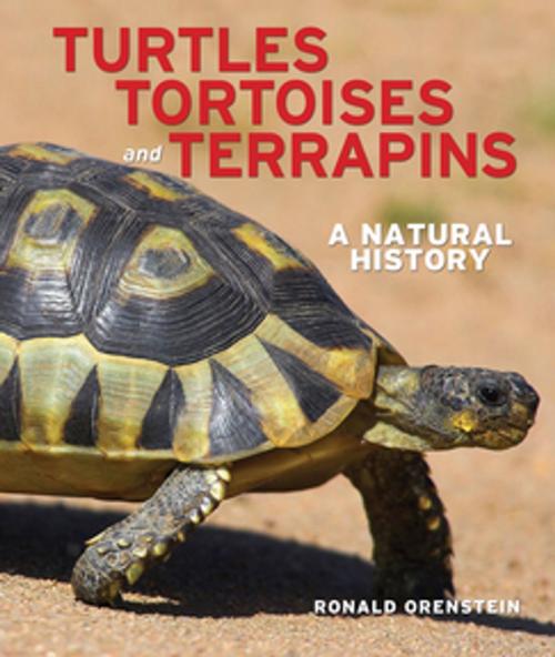 Cover of the book Turtles, Tortoises and Terrapins by Ronald Orenstein, Firefly Books