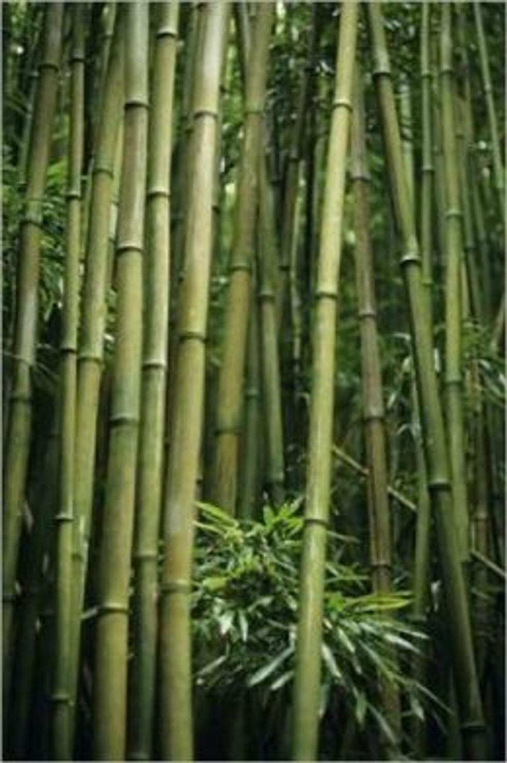Big bigCover of Growing Bamboo For Beginners