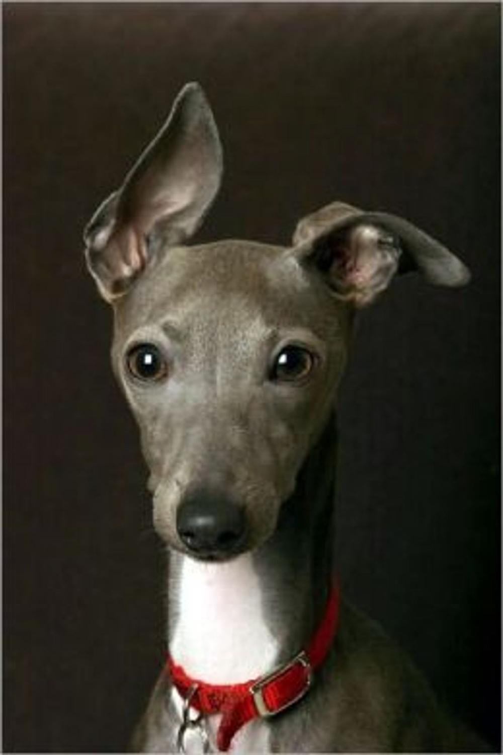 Big bigCover of Italian Greyhounds for Beginners