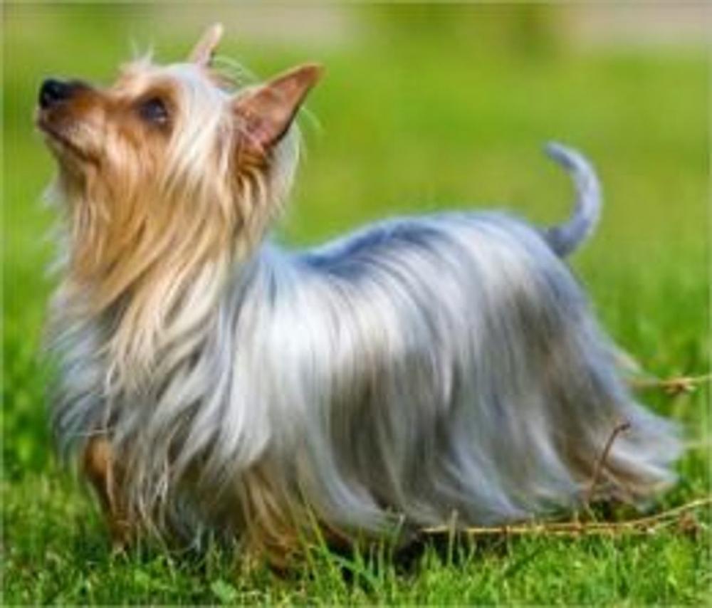 Big bigCover of Silky Terriers for Beginners