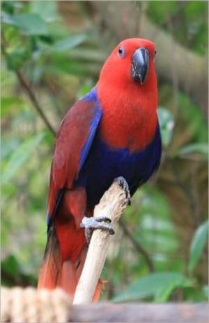 Book cover of Eclectus Parrots For Beginners