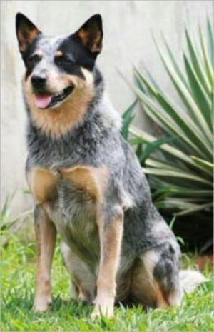 Cover of the book Australian Cattle Dogs for Beginners by Rafael Collins