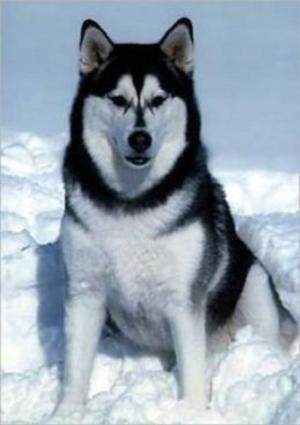 Cover of the book A Beginners Guide to Alaskan Malamutes by Abel Mark