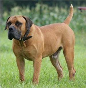 Cover of the book A Beginners Guide to African Boerboels by Lucy Whitmore