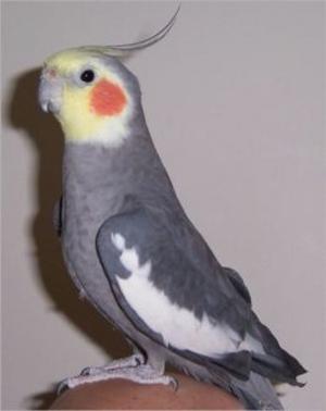 bigCover of the book Cockatiel Care for Beginners by 