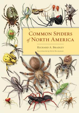 Cover of the book Common Spiders of North America by Adrienne Pine
