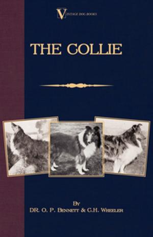 Book cover of The Collie