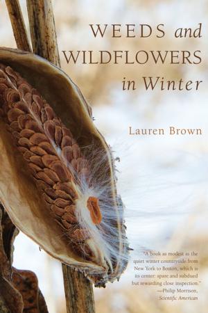 Cover of the book Weeds and Wildflowers in Winter by Leonard M. Adkins
