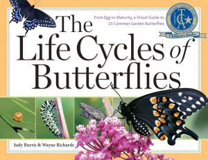 Cover of the book The Life Cycles of Butterflies by Mary Anna Dusablon