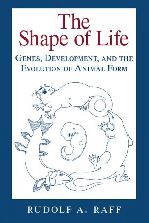 Cover of the book The Shape of Life by Rudolf A. Raff, University of Chicago Press