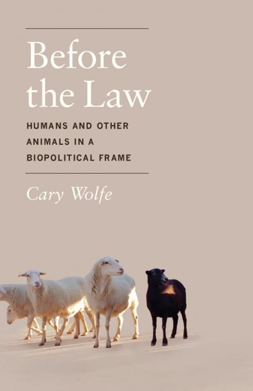 Cover of the book Before the Law by Cary Wolfe, University of Chicago Press