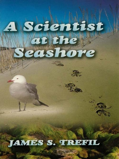 Cover of the book A Scientist at the Seashore by James S. Trefil, Dover Publications