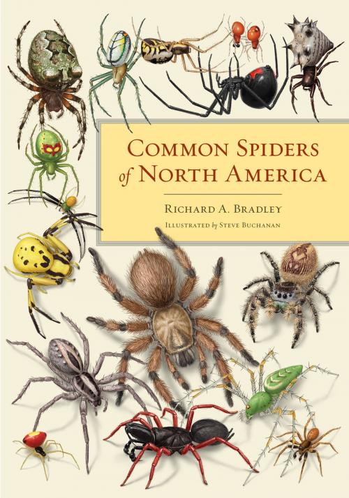 Cover of the book Common Spiders of North America by Richard A. Bradley, University of California Press